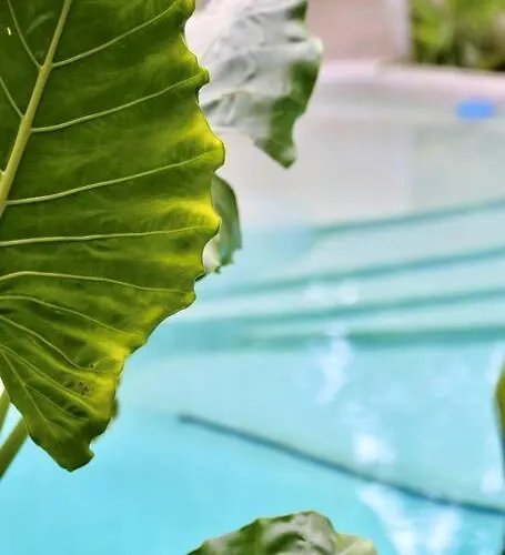 Ferienhaus Zen Canto Tuuch :: The Jungle Be With Tulum