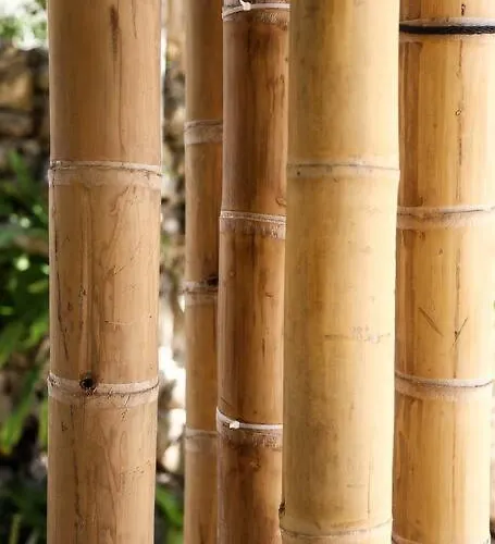 Ferienhaus Zen Canto Tuuch :: The Jungle Be With Tulum